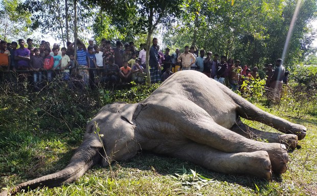 Bangladesh: Villagers Face Fines, Jail Time for Killing Elephants Bangladesh: Villagers Face Fines, Jail Time for Killing Elephants