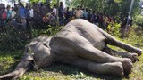 Bangladesh: Villagers Face Fines, Jail Time for Killing Elephants