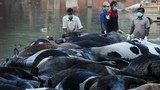 150326-IN-cows-620