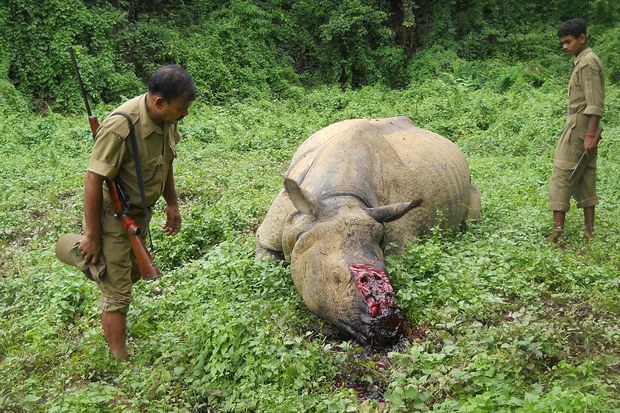 160621-IN-rhino-poacher-620.jpg 160621-IN-rhino-poacher-620.jpg