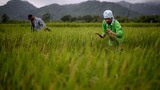 161205-SEA-rice-620.jpg