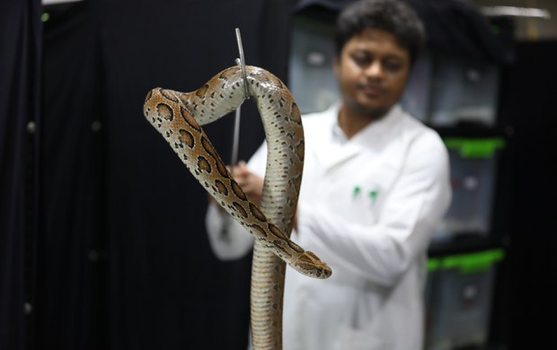 Bangladesh lacks proper anti-venom to deal with deadly snake’s resurgence Bangladesh lacks proper anti-venom to deal with deadly snake’s resurgence