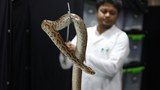 Bangladesh lacks proper anti-venom to deal with deadly snake’s resurgence