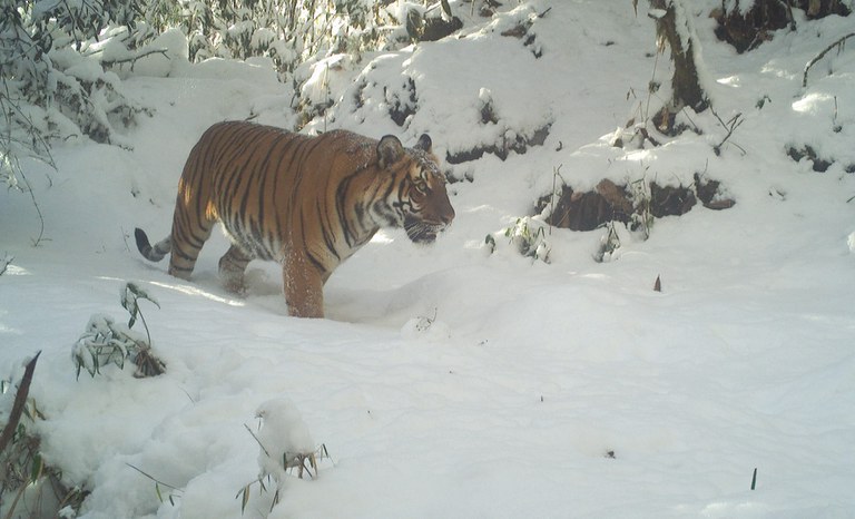 tiger-2.jpeg tiger-2.jpeg