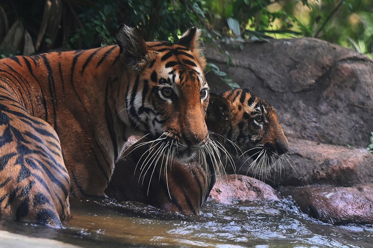 tiger-3.jpeg tiger-3.jpeg