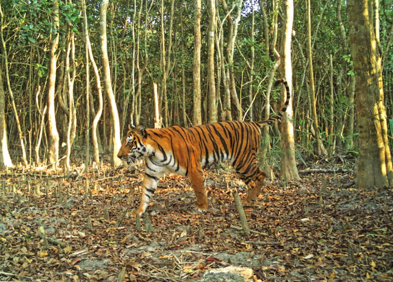 tiger-4.jpeg tiger-4.jpeg