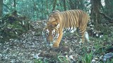Wild tiger populations grow in India and Bhutan