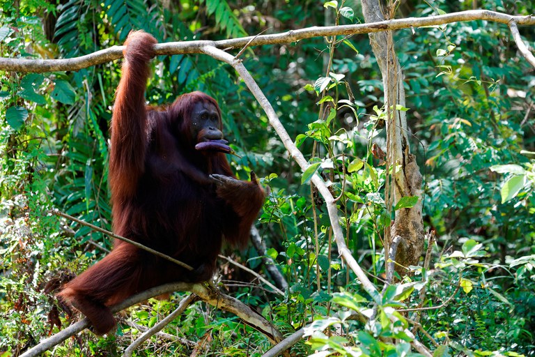 2023-03-22T010033Z_477612631_RC21QZ916VOK_RTRMADP_3_INDONESIA-CAPITAL-WILDLIFE.JPG 2023-03-22T010033Z_477612631_RC21QZ916VOK_RTRMADP_3_INDONESIA-CAPITAL-WILDLIFE.JPG
