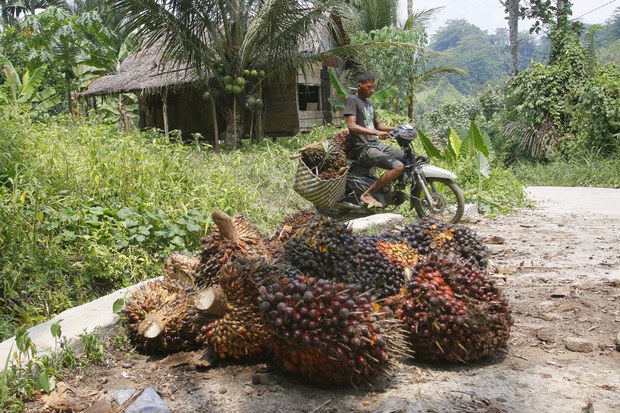191105_ID_Palm-oil_1000.jpg 191105_ID_Palm-oil_1000.jpg