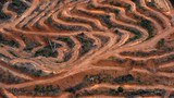 Indonesia’s rights commission probes fatal shooting of villager protesting palm oil firm