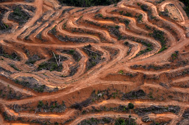 Indonesia’s rights commission probes fatal shooting of villager protesting palm oil firm Indonesia’s rights commission probes fatal shooting of villager protesting palm oil firm