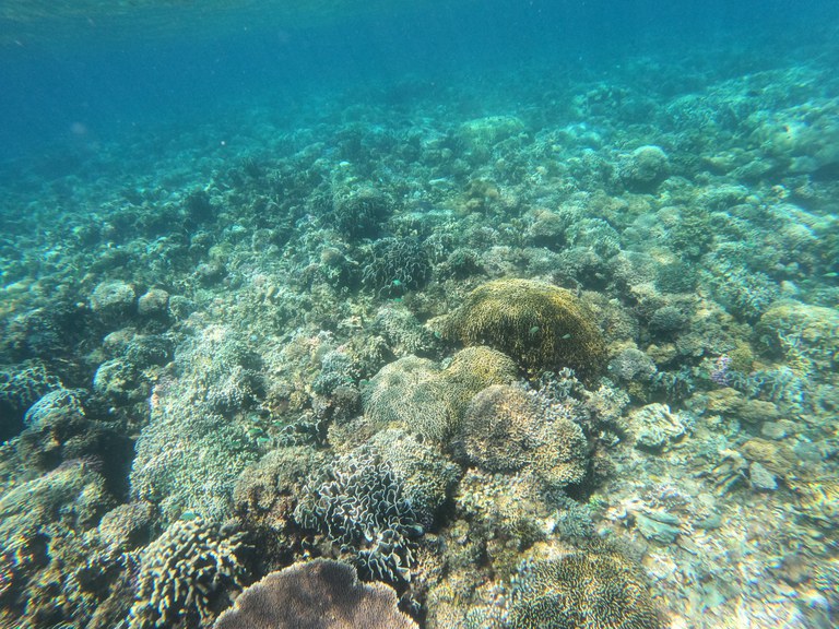 ENG_ENV_TimorFeature_10182023.3.JPG ENG_ENV_TimorFeature_10182023.3.JPG