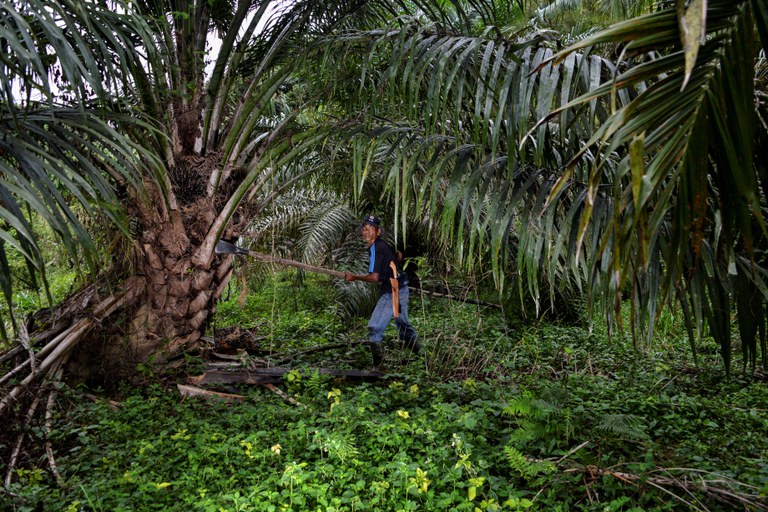 ID-Plantation-pic.jpg