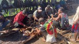 In remote forests of Indonesian Papua, clan’s pig ceremony protests land grabs
