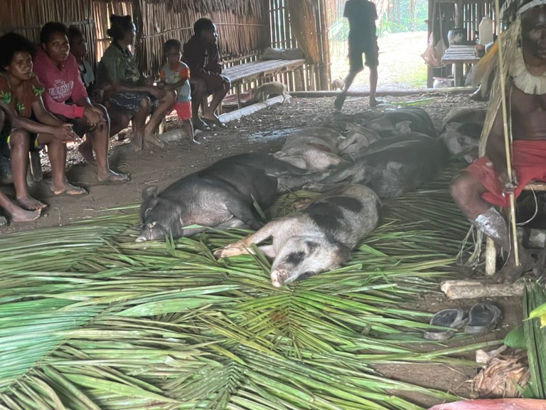 Indonesia-Papua-pig-sacred-feast 4.JPG Indonesia-Papua-pig-sacred-feast 4.JPG