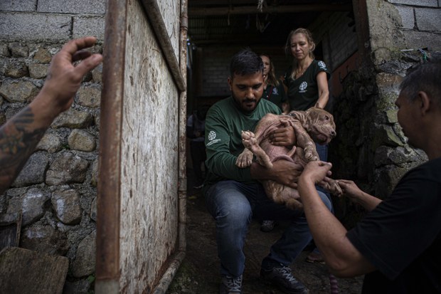Trade in dog and cat meat banned at infamous Indonesian market Trade in dog and cat meat banned at infamous Indonesian market