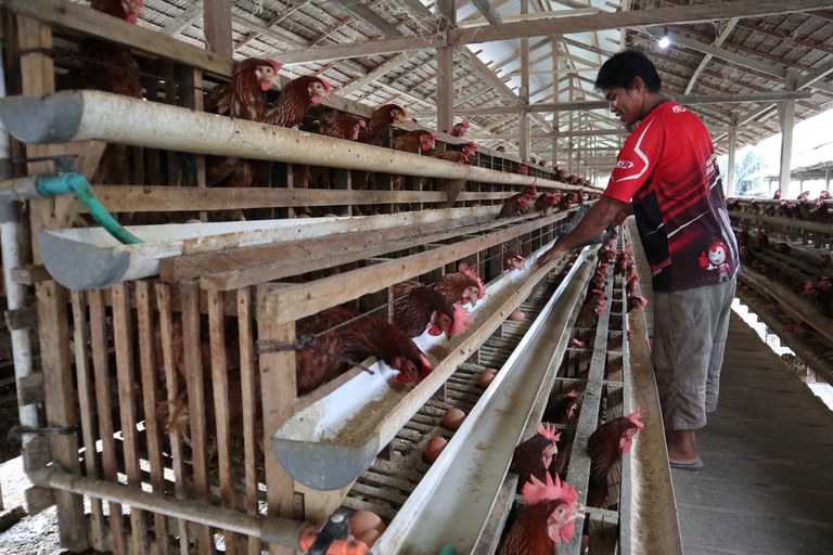 Rafli Aksa Chicken Farm.JPG Rafli Aksa Chicken Farm.JPG