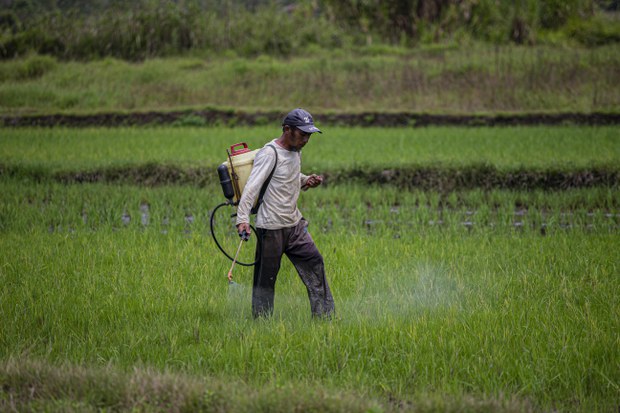 In Indonesian regency, snail fever lingers as health threat In Indonesian regency, snail fever lingers as health threat