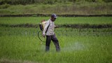In Indonesian regency, snail fever lingers as health threat