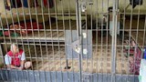 Indonesian court acquits ex-regent accused of caging, torturing people on his plantation