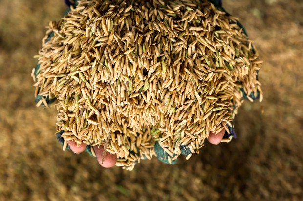 El Niño, India’s rice export ban cause food security fears in SE Asia El Niño, India’s rice export ban cause food security fears in SE Asia