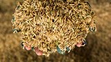 El Niño, India’s rice export ban cause food security fears in SE Asia