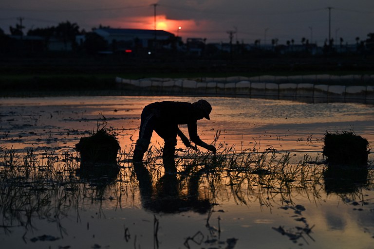 SEA-rice-pic-6.jpg SEA-rice-pic-6.jpg