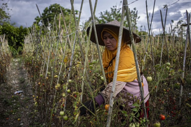 With MIT militants declared gone, farmers in Sulawesi region back in fields With MIT militants declared gone, farmers in Sulawesi region back in fields