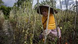 With MIT militants declared gone, farmers in Sulawesi region back in fields