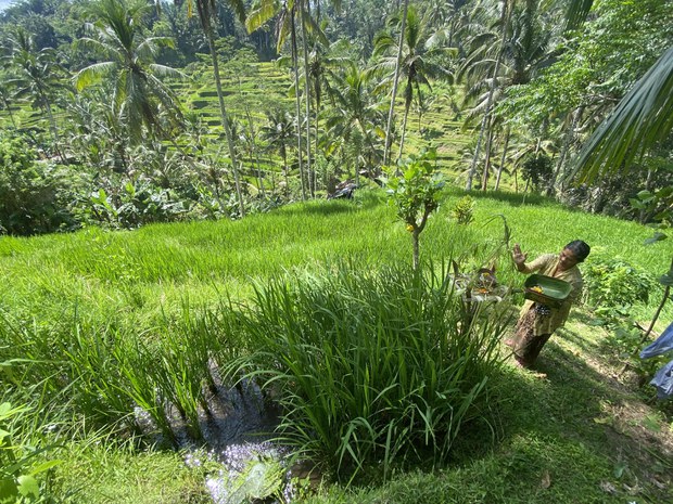 In Bali, ‘out of control’ tourism encroaches on agrarian, cultural roots In Bali, ‘out of control’ tourism encroaches on agrarian, cultural roots