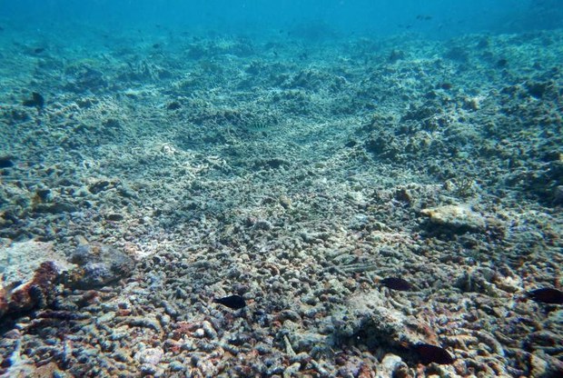 201005-coral-1000.jpg 201005-coral-1000.jpg