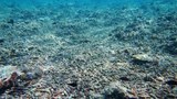 201005-coral-1000.jpg