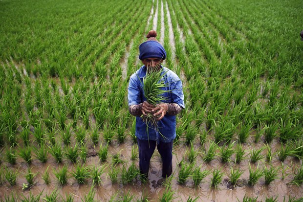 Farmers weather upheaval as climate change brings a storm of challenges Farmers weather upheaval as climate change brings a storm of challenges