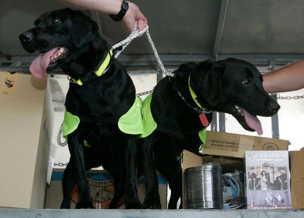 Medical Study in Malaysia Links Coronavirus in Dogs, Cats to Humans Medical Study in Malaysia Links Coronavirus in Dogs, Cats to Humans