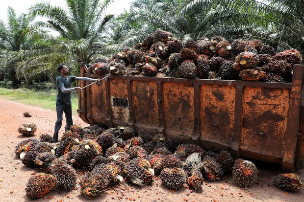 After Signing ILO Protocol, Malaysia Will be Obligated to End Forced Labor After Signing ILO Protocol, Malaysia Will be Obligated to End Forced Labor