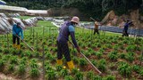 Malaysia Reopens its Doors for Migrant Workers Amid Labor Shortage