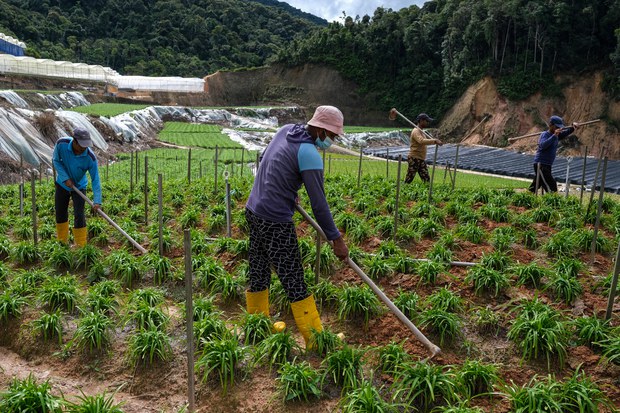 Malaysia Reopens its Doors for Migrant Workers Amid Labor Shortage Malaysia Reopens its Doors for Migrant Workers Amid Labor Shortage