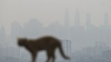 Malaysia mulls school closures, cloud seeding as haze chokes country