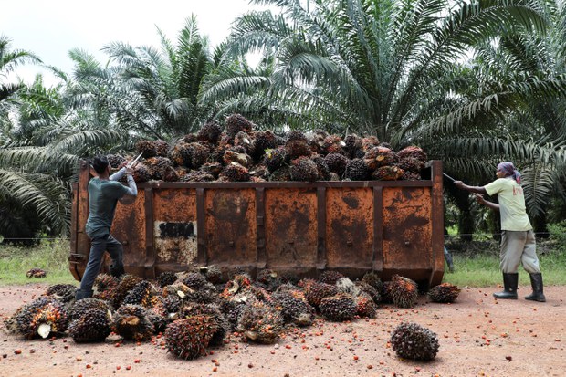 US lifts ban on importing palm oil products from Malaysia’s Sime Darby US lifts ban on importing palm oil products from Malaysia’s Sime Darby