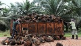 US lifts ban on importing palm oil products from Malaysia’s Sime Darby