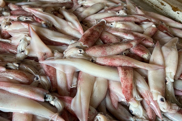 MY-VN-squid-2.jpg MY-VN-squid-2.jpg