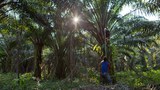 200930-MY-Palm-harvest1000