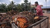 US Blocks Imports From Malaysian Palm Oil Giant Over Alleged Forced Labor