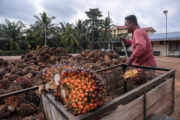 US Blocks Imports From Malaysian Palm Oil Giant Over Alleged Forced Labor US Blocks Imports From Malaysian Palm Oil Giant Over Alleged Forced Labor