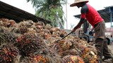 Malaysia Doesn't Agree With 'Drastic' US Block of Sime Darby Palm Oil