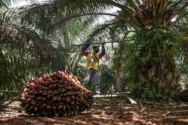 In wake of Indonesian ban, Malaysia plans to increase palm oil exports In wake of Indonesian ban, Malaysia plans to increase palm oil exports