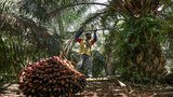 In wake of Indonesian ban, Malaysia plans to increase palm oil exports