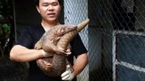 161222-MY-pangolin-1000.jpg
