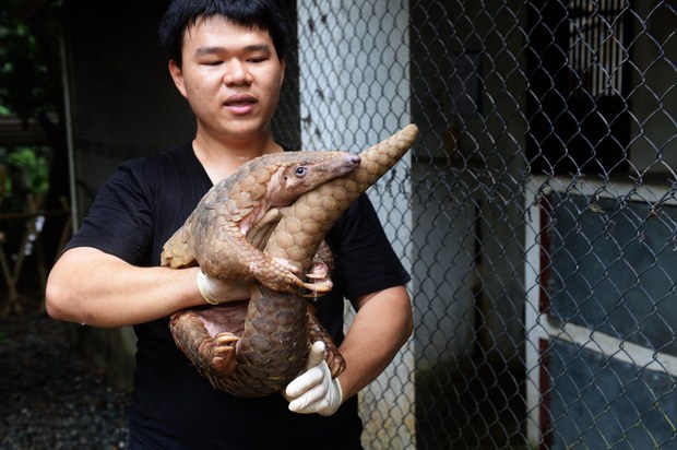 161222-MY-pangolin-1000.jpg 161222-MY-pangolin-1000.jpg