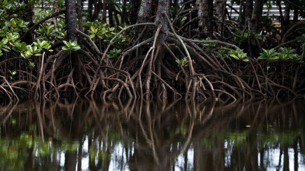 Sabah’s ‘green’ land deal with private Singaporean firm raises red flags Sabah’s ‘green’ land deal with private Singaporean firm raises red flags
